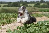BEARDED COLLIE 042